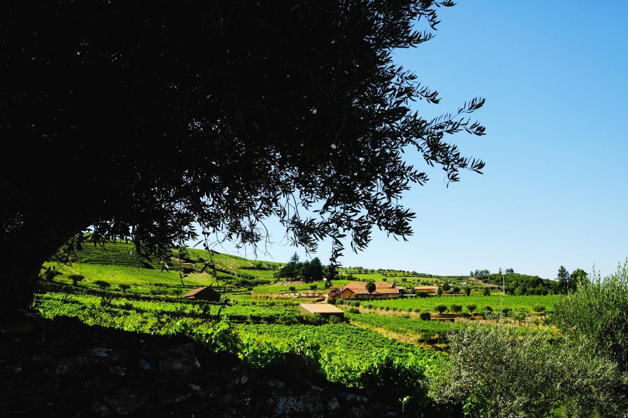 Quinta Do Monte Travesso - Country Houses & Winery Tabuaço Zewnętrze zdjęcie